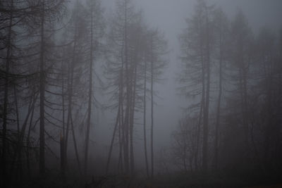 Trees in forest during foggy weather