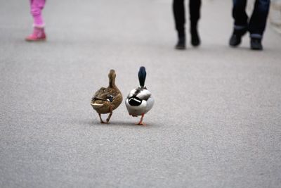 Low section of geese and men walking on street