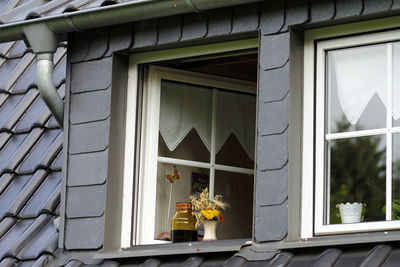 Potted plant on window of building