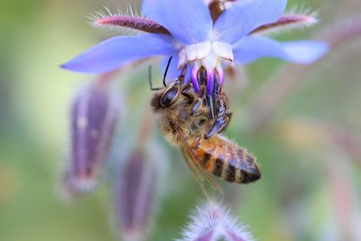 Close-up of bee pollinating on purple flower
