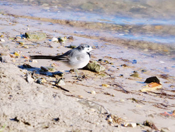 View of seagull on beach