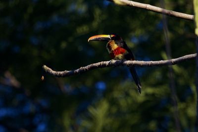 Close-up of bird perching on a branch