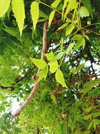 Low angle view of tree