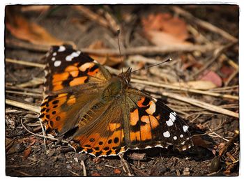 Close-up of butterfly on leaf