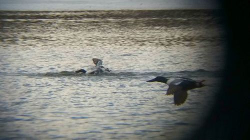 Bird in water