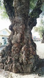 Low angle view of tree against building in city