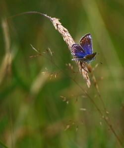 Close-up of butterfly on purple flower