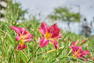 Close-up of pink flowering plant