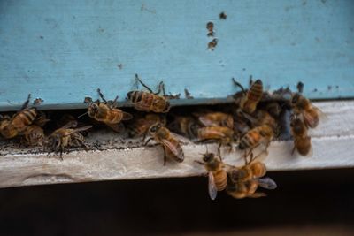 Close-up of bees on beehive