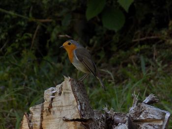 Close-up of bird perching on wood