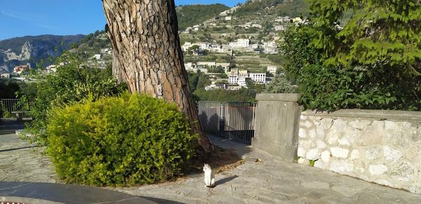 View of bird amidst plants and buildings in city