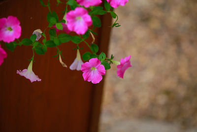 Close-up of pink flowering plant