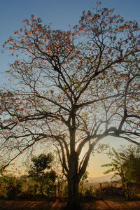 Low angle view of flowering tree against sky during sunset