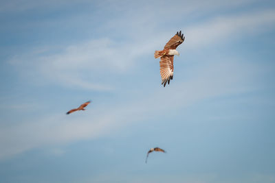 Low angle view of eagle flying in sky