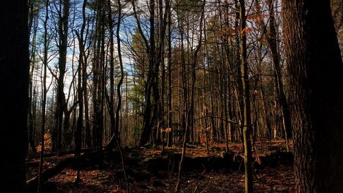 Trees in forest