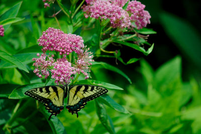 Close-up of butterfly pollinating on pink flower