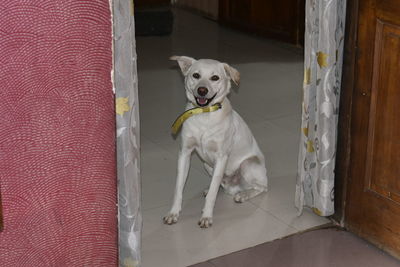 Portrait of white dog sitting on door