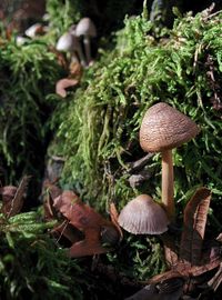 Close-up of mushroom growing in forest