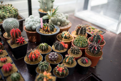 High angle view of potted plants