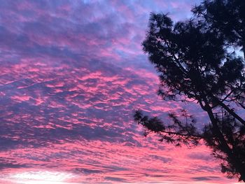 Low angle view of silhouette tree against dramatic sky during sunset