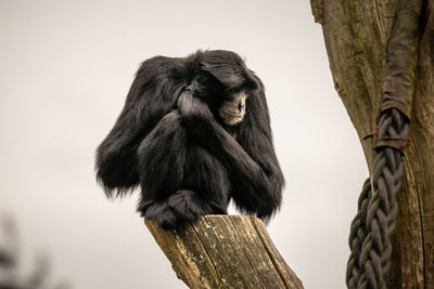 Low angle view of monkey sitting on tree against sky