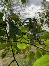 Close-up of leaves on tree