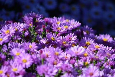 Close-up of purple flowering plants