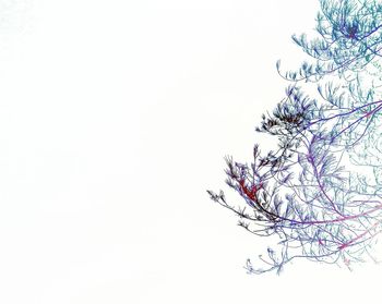 Close-up of tree against white background