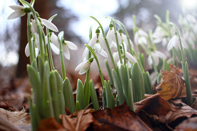 Close-up of flowering plant leaves on land