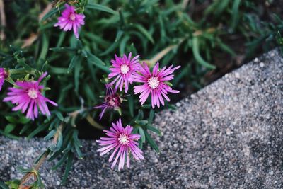 High angle view of pink flowering plant