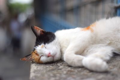 Close-up of a cat