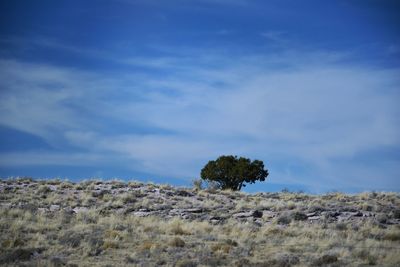 Trees on field against sky