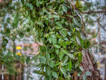 Close-up of ivy growing on tree trunk