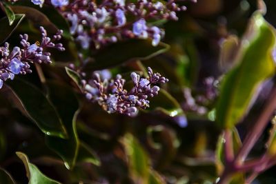Close-up of purple flowering plant