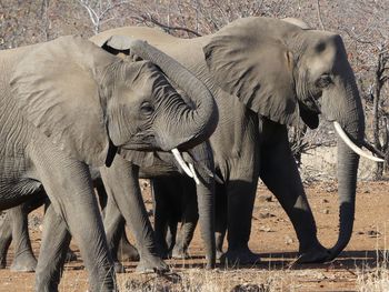 Full length of elephant standing on land