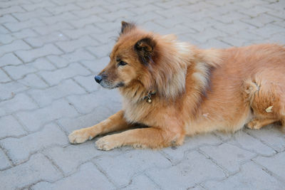 Brown canine dog resting sitting outdoor