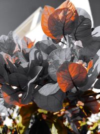 Close-up of orange leaves