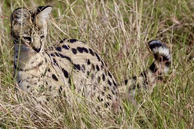 Close-up of cheetah