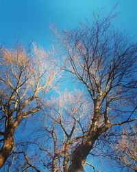 Low angle view of bare tree against blue sky