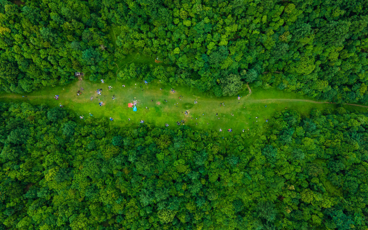 green, plant, vegetation, leaf, growth, high angle view, nature, meadow, natural environment, grass, beauty in nature, day, forest, tree, land, flower, lush foliage, foliage, outdoors, tranquility, no people, environment, water, scenics - nature, aerial view, animal, field, lawn, tranquil scene, animal themes, landscape, sunlight, directly above