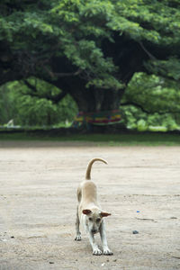 Dog on street amidst trees