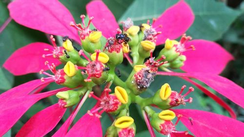 Close-up of honey bee on pink flowers