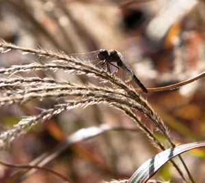 Close-up of insect on plant