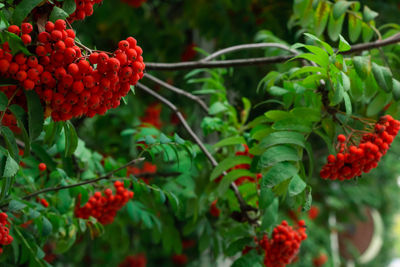 Bunches of ripe red mountain ash berries on branches with green leaves, rowan trees in autumn garden
