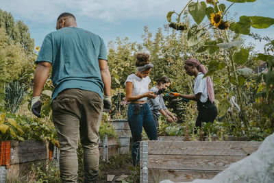 Female and male volunteers picking vegetables in urban farm