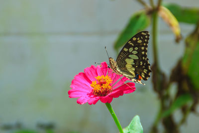 Butterfly on pink flower