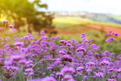 Close-up of purple flowering plants on field