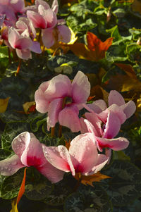 Close-up of pink flower