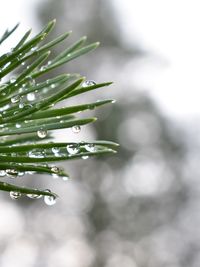 Close-up of raindrops on pine tree