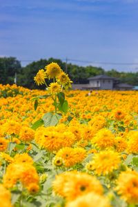 Close-up of fresh yellow flowers blooming in field